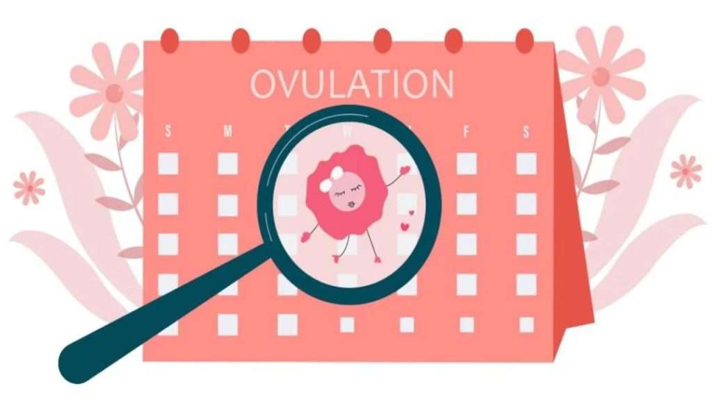Ovulation - Signs of Healthy Menstrual Cycle