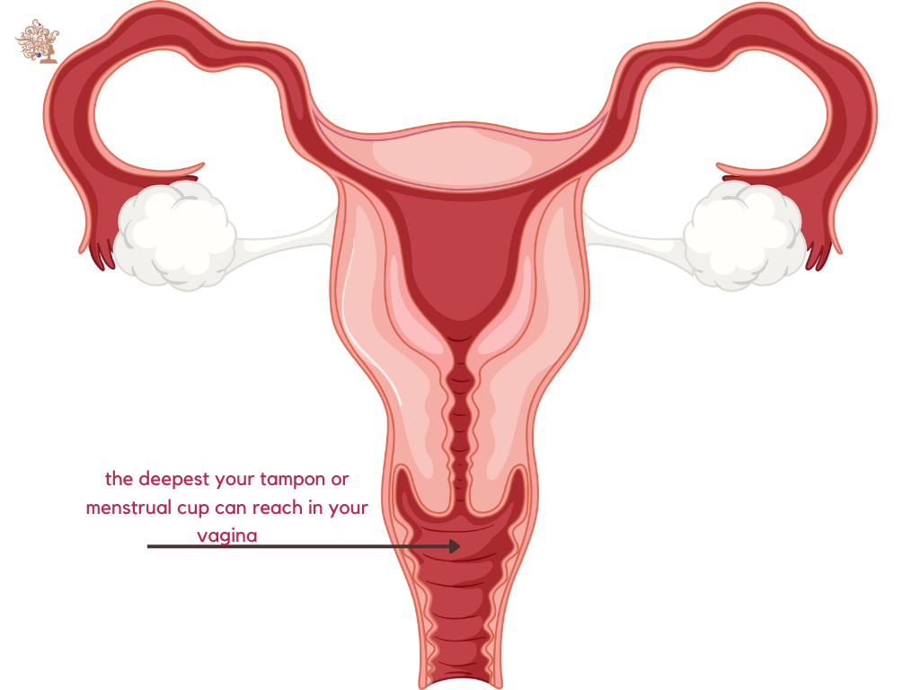 tampon-location-diagram-five-myths-about-periods